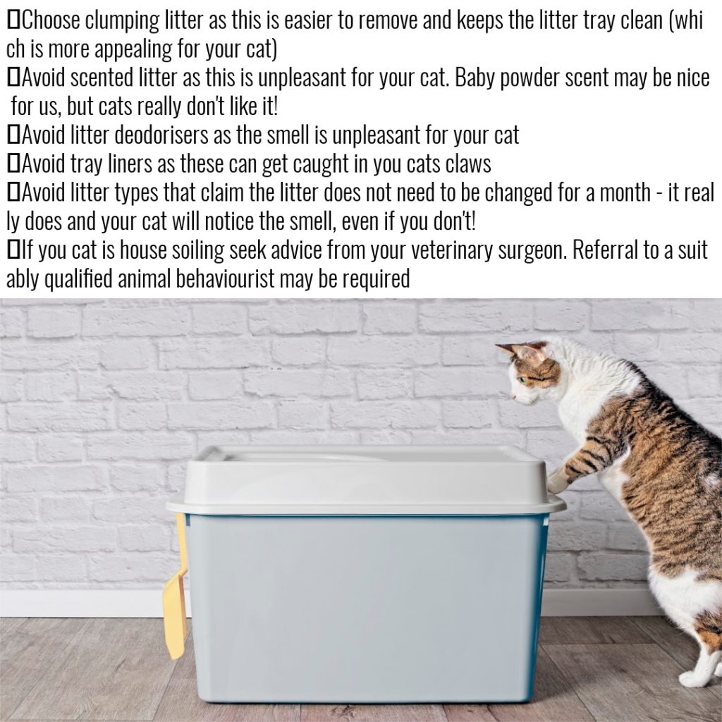 Cat litter preferences Willoughby Veterinary Hospital